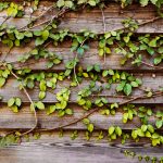 Jardines verticales para transformar oficinas y espacios comerciales
